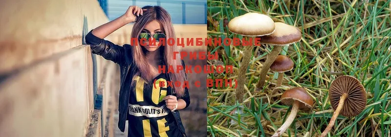 Галлюциногенные грибы Psilocybe  Звенигород 